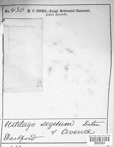Ustilago avenae image